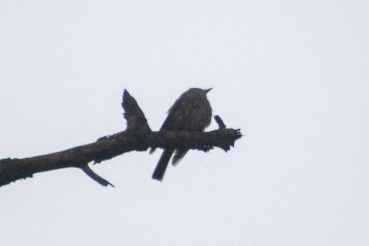 Pine Flycatcher - ML469852261