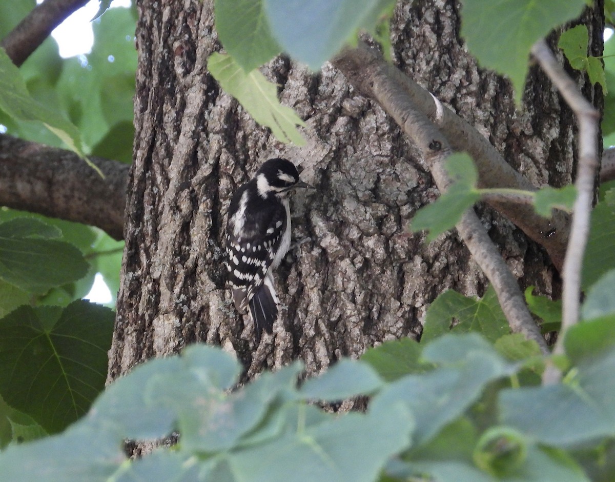 Downy Woodpecker - ML469852311