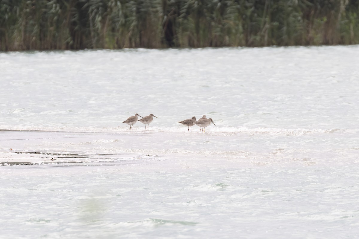 Willet - ML469852641