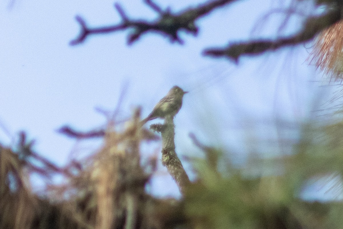 Pine Flycatcher - ML469853491