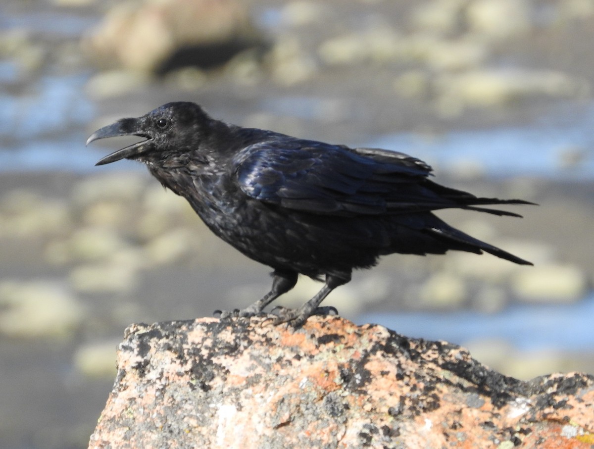 Common Raven - ML469854071