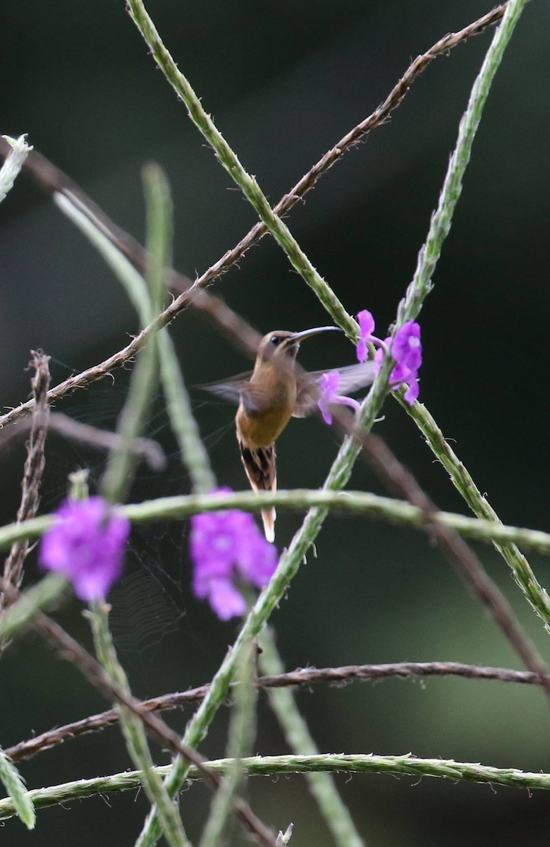 Stripe-throated Hermit - ML46985461