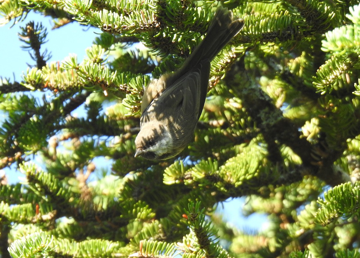 Boreal Chickadee - ML469854731