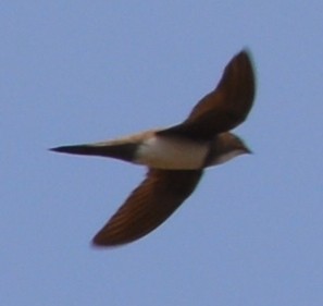 Alpine Swift - ML46985571