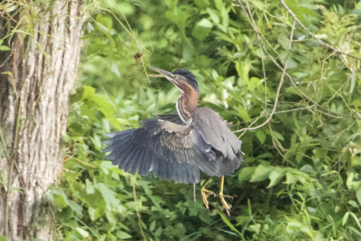 Green Heron - ML469856791