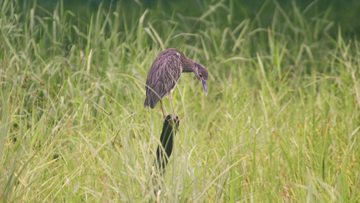 Yellow-crowned Night Heron - ML469856891