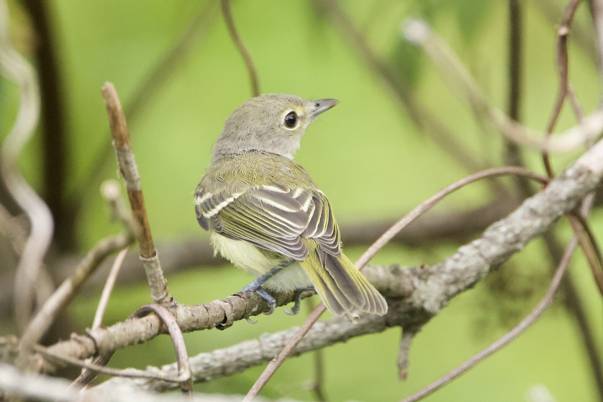 White-eyed Vireo - ML469856911