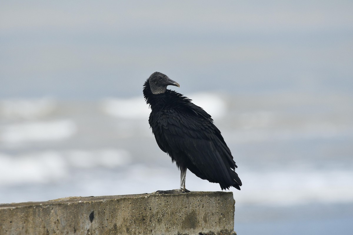 Black Vulture - ML469856931