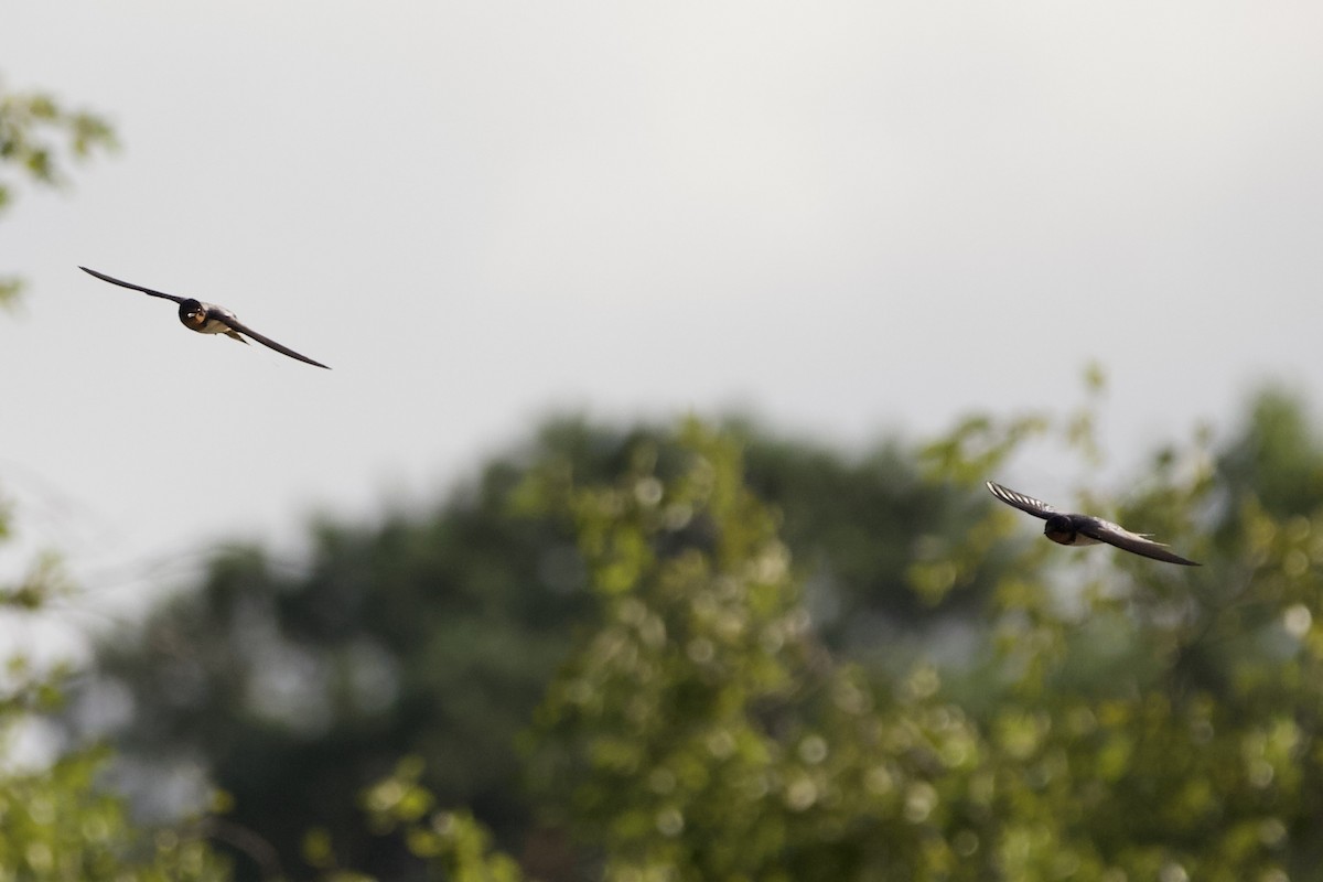 Barn Swallow - ML469856951