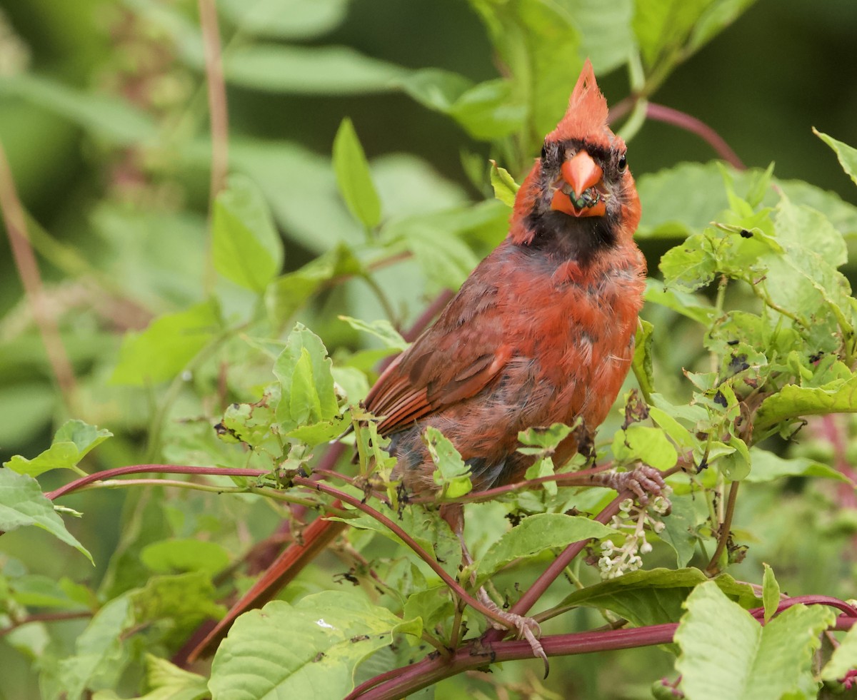 Cardinal rouge - ML469856971