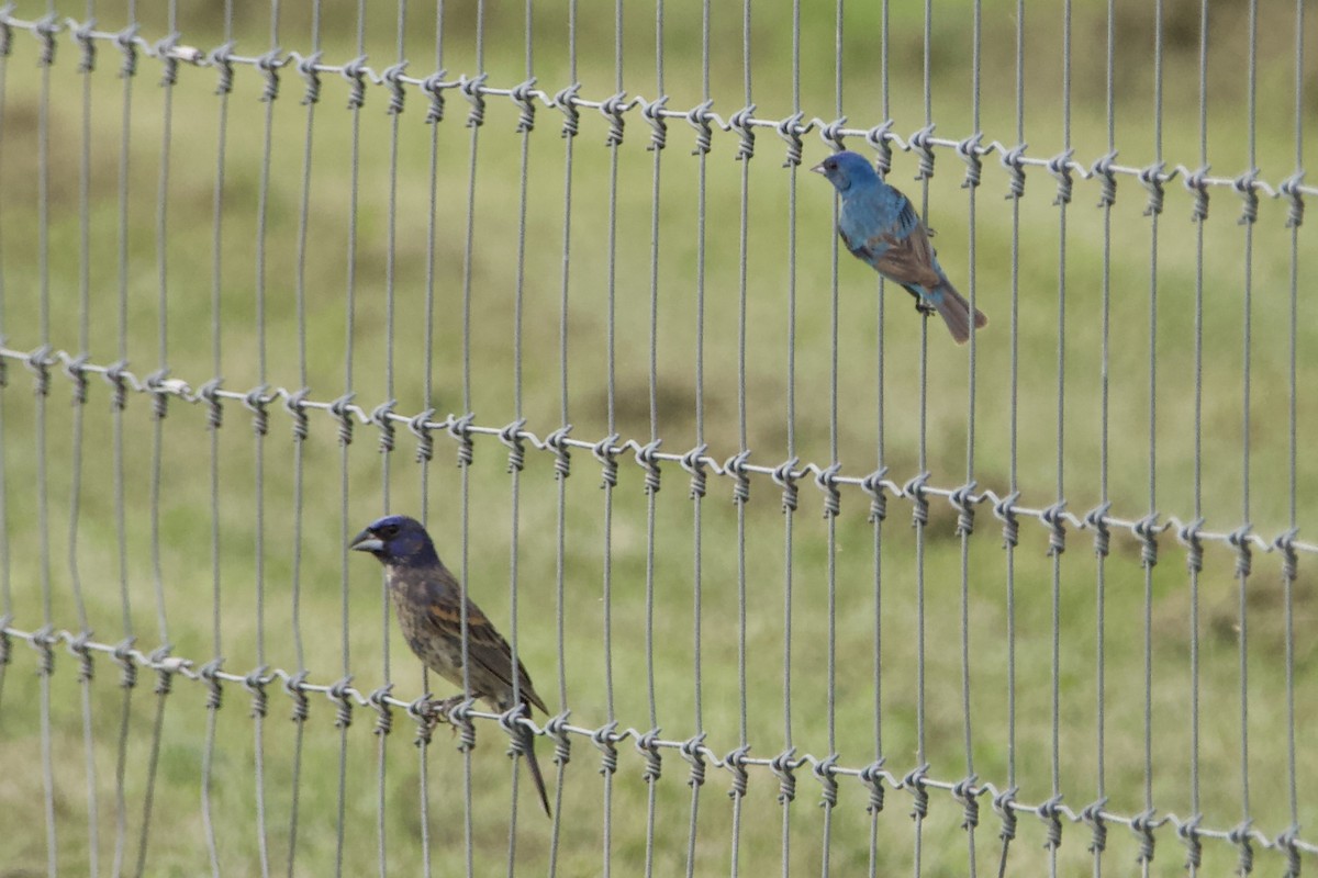 Blue Grosbeak - ML469857221