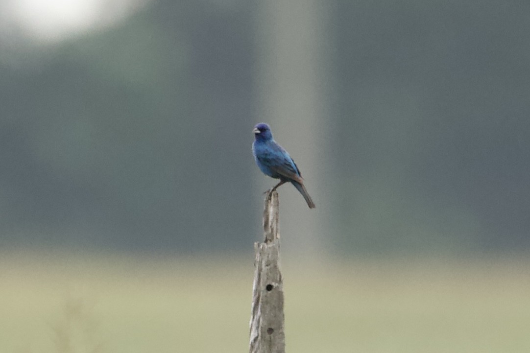 Passerin indigo - ML469857261