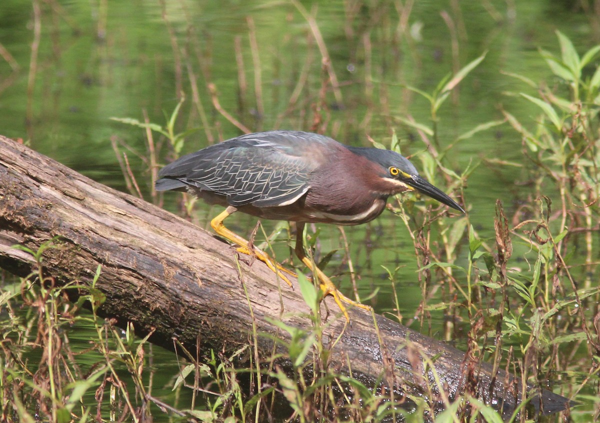 Green Heron - ML469859141