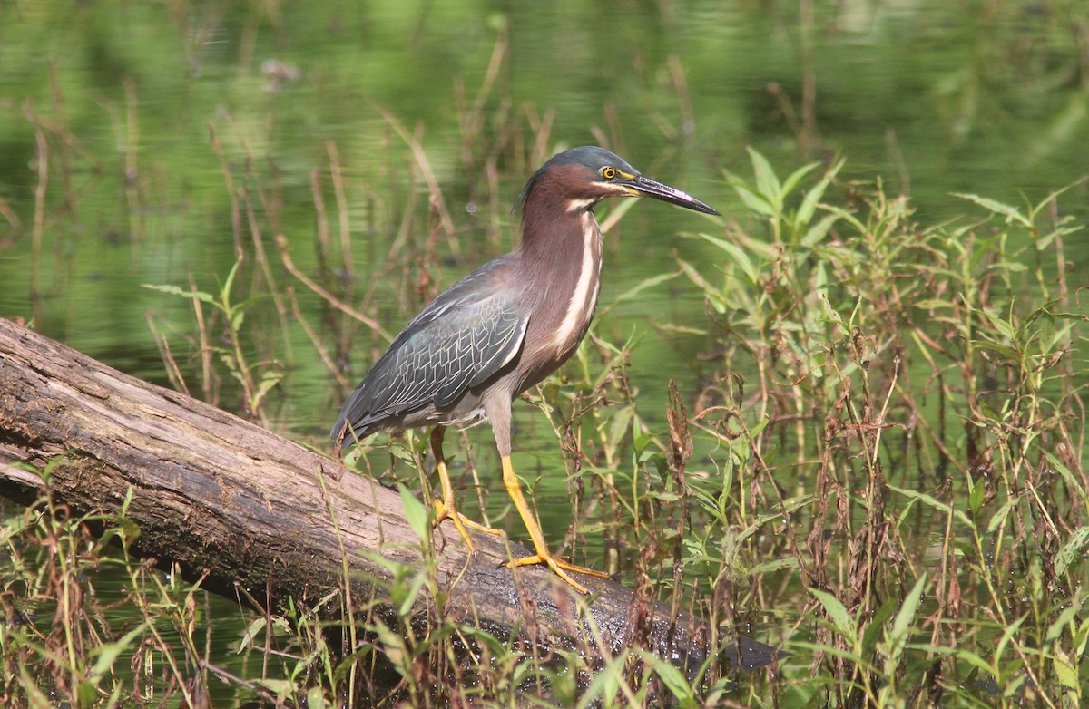 Green Heron - ML469859161