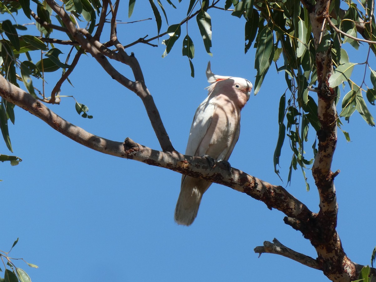 Pink Cockatoo - ML469860201