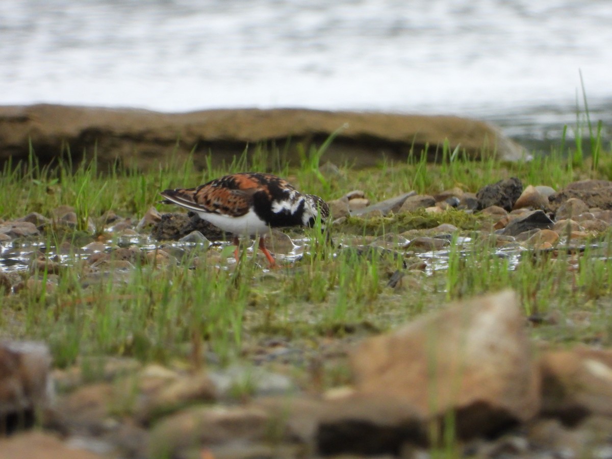 Ruddy Turnstone - ML469860751