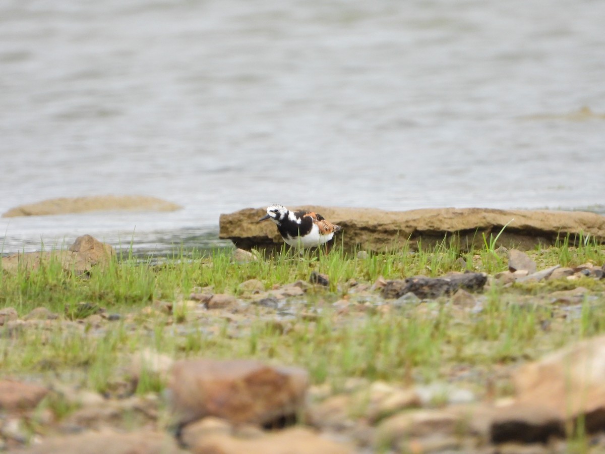 Ruddy Turnstone - ML469860761