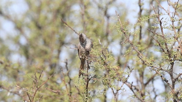 Tufted Tit-Spinetail - ML469860841