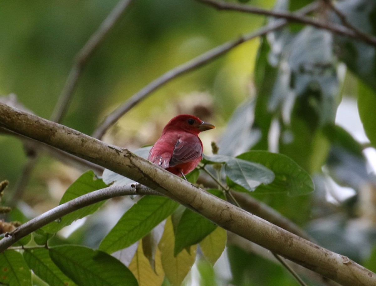 Summer Tanager - ML46986101