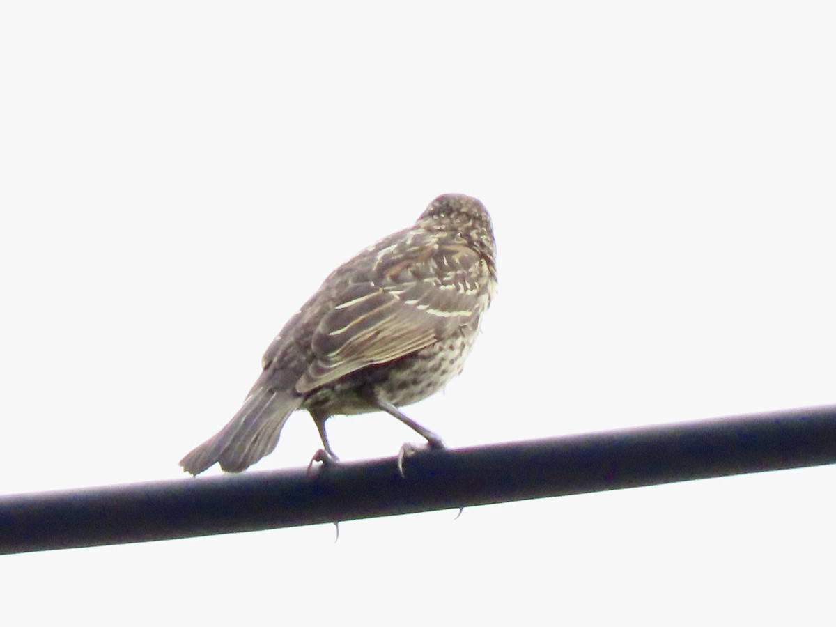 Al Kanatlı Karatavuk - ML469861291