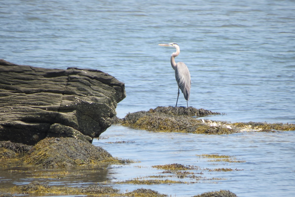 Great Blue Heron - Luis Mendes