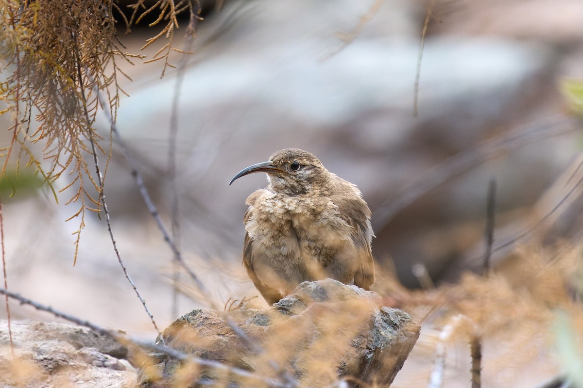 Scale-throated Earthcreeper - ML469861631