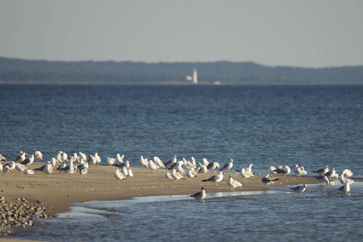 Ring-billed Gull - ML469862321