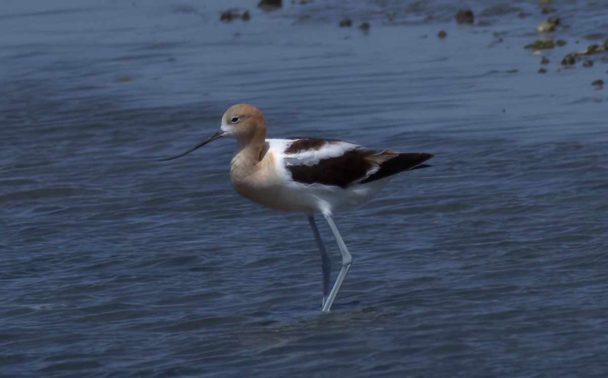 American Avocet - Jeanne Cimorelli