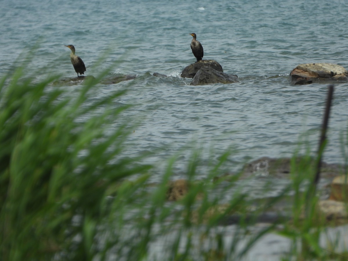 Double-crested Cormorant - ML469862651