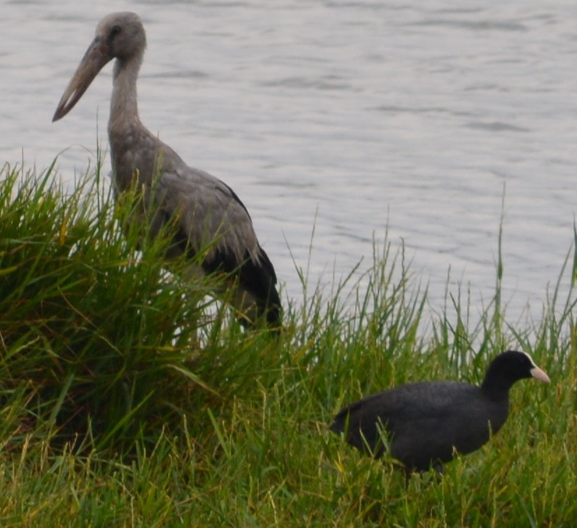 Asian Openbill - ML46986361