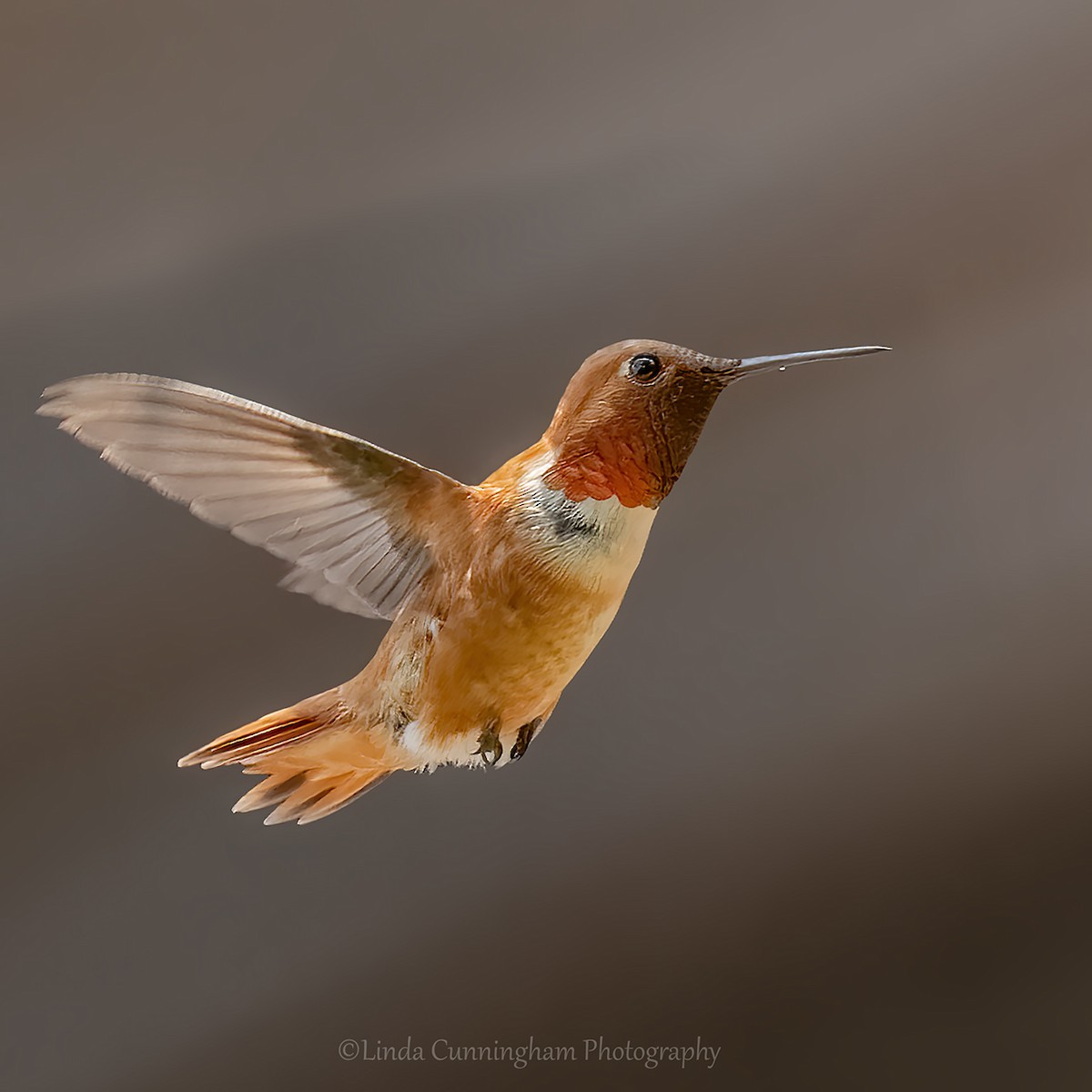 Rufous Hummingbird - Linda Cunningham