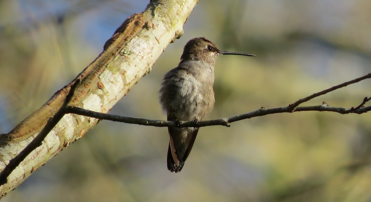 Black-chinned Hummingbird - ML46986461
