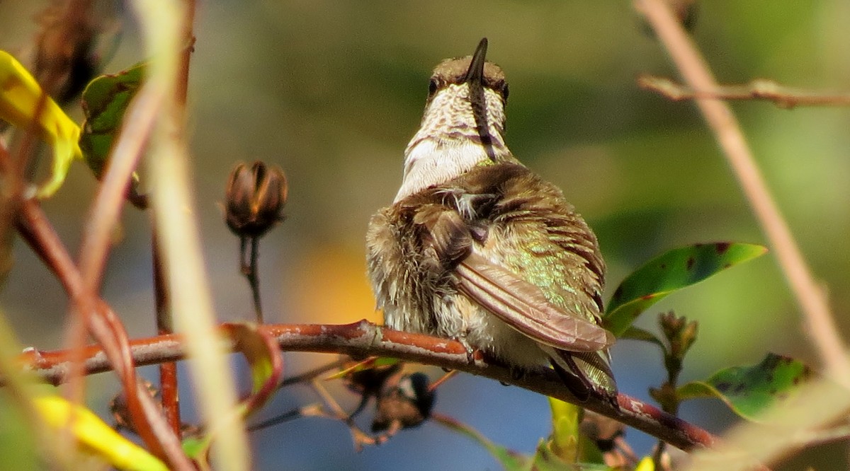 Black-chinned Hummingbird - ML46986481