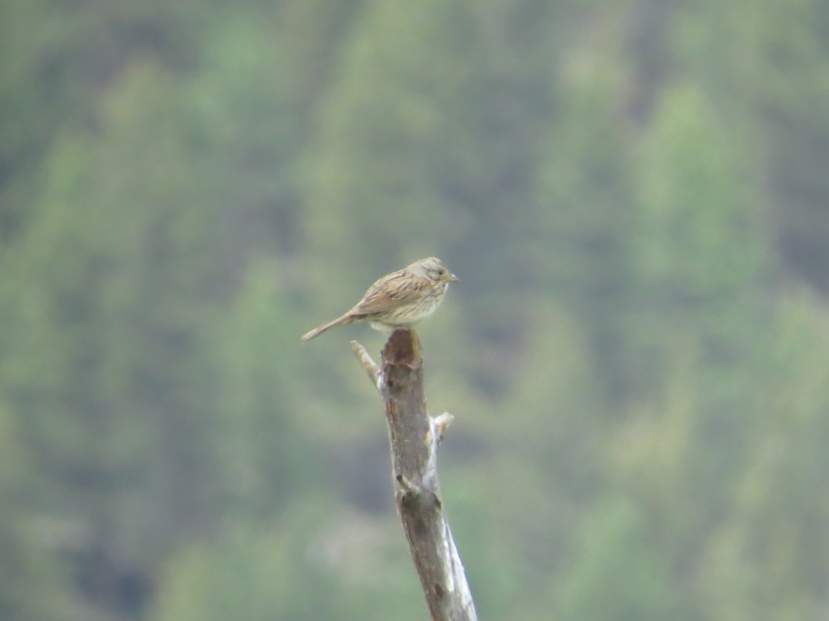 Song Sparrow - ML469865041