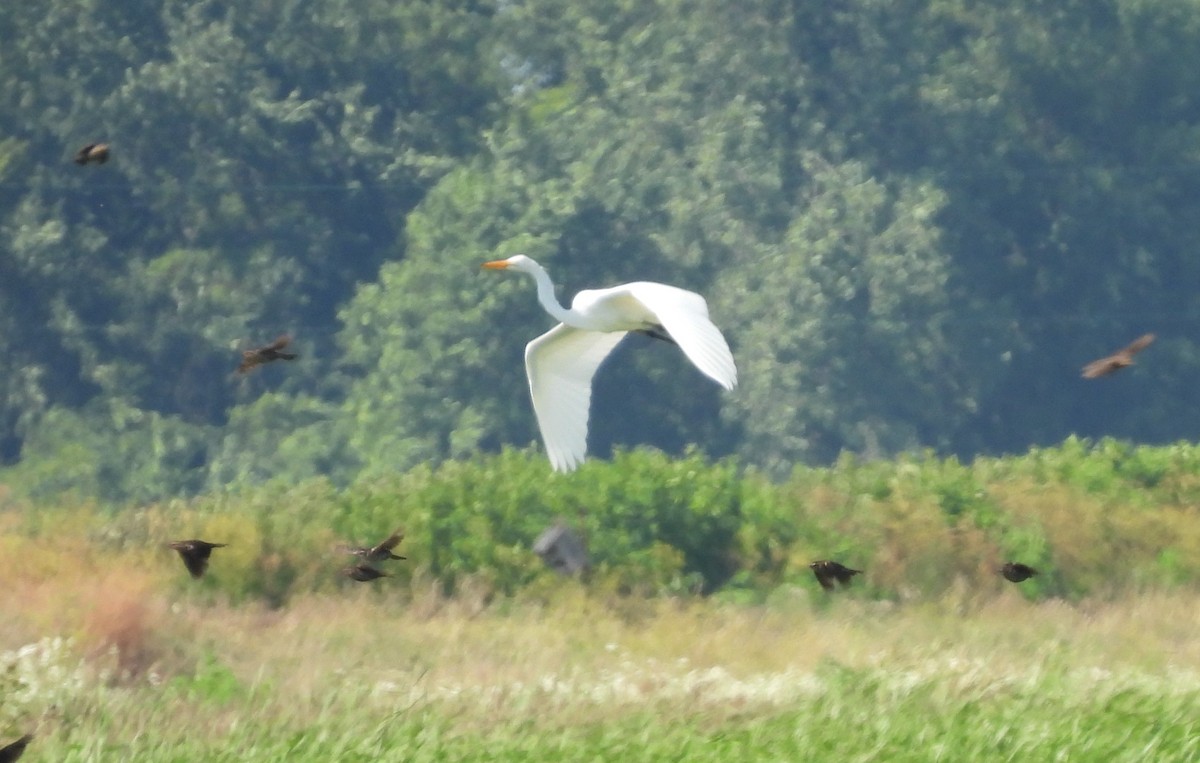 Great Egret - Scott Weaver