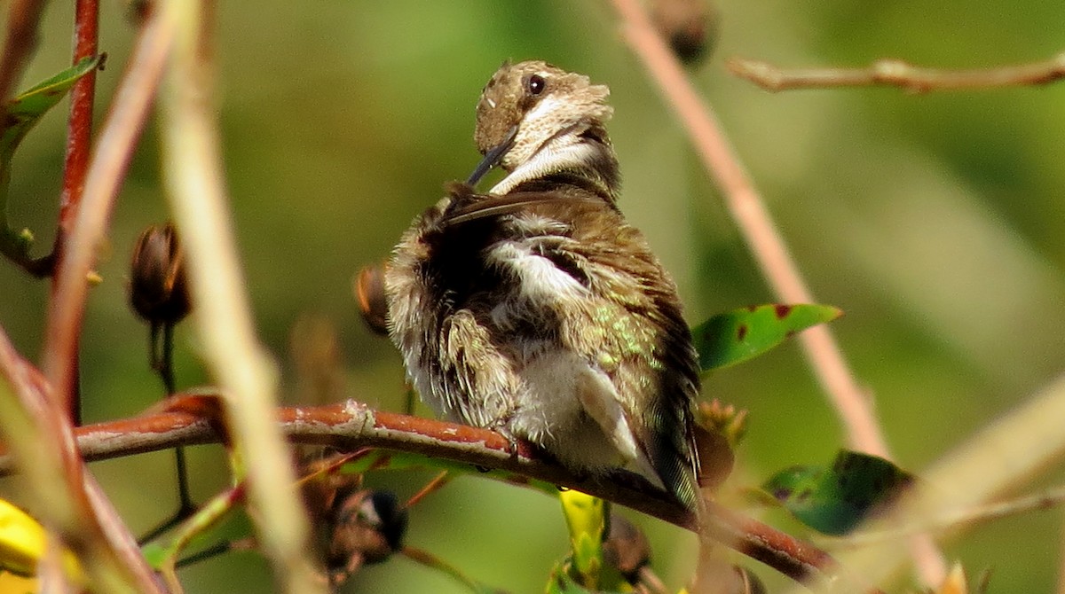 Black-chinned Hummingbird - ML46986541