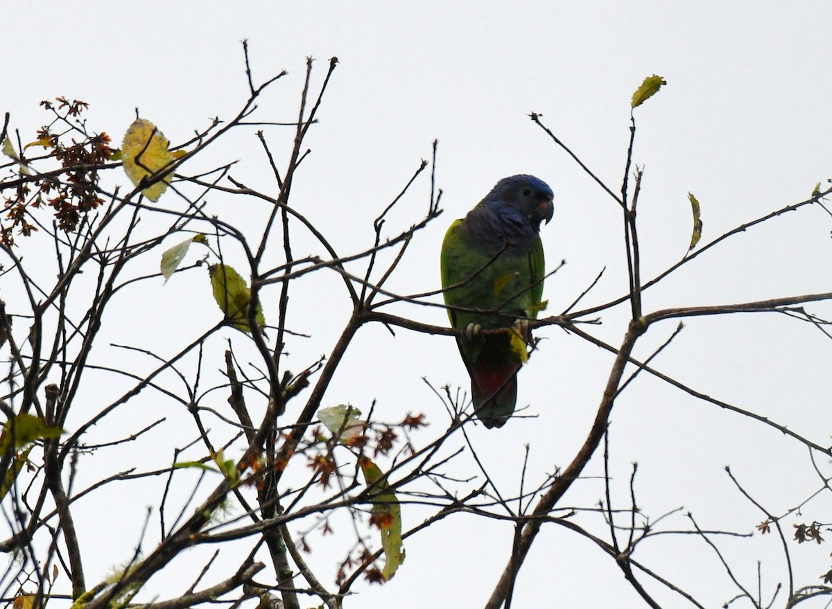 Blue-headed Parrot - ML469867801