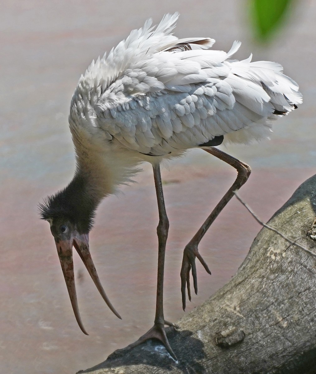 Wood Stork - John Daniel