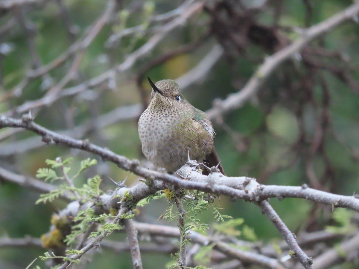 Green-backed Firecrown - ML469868301