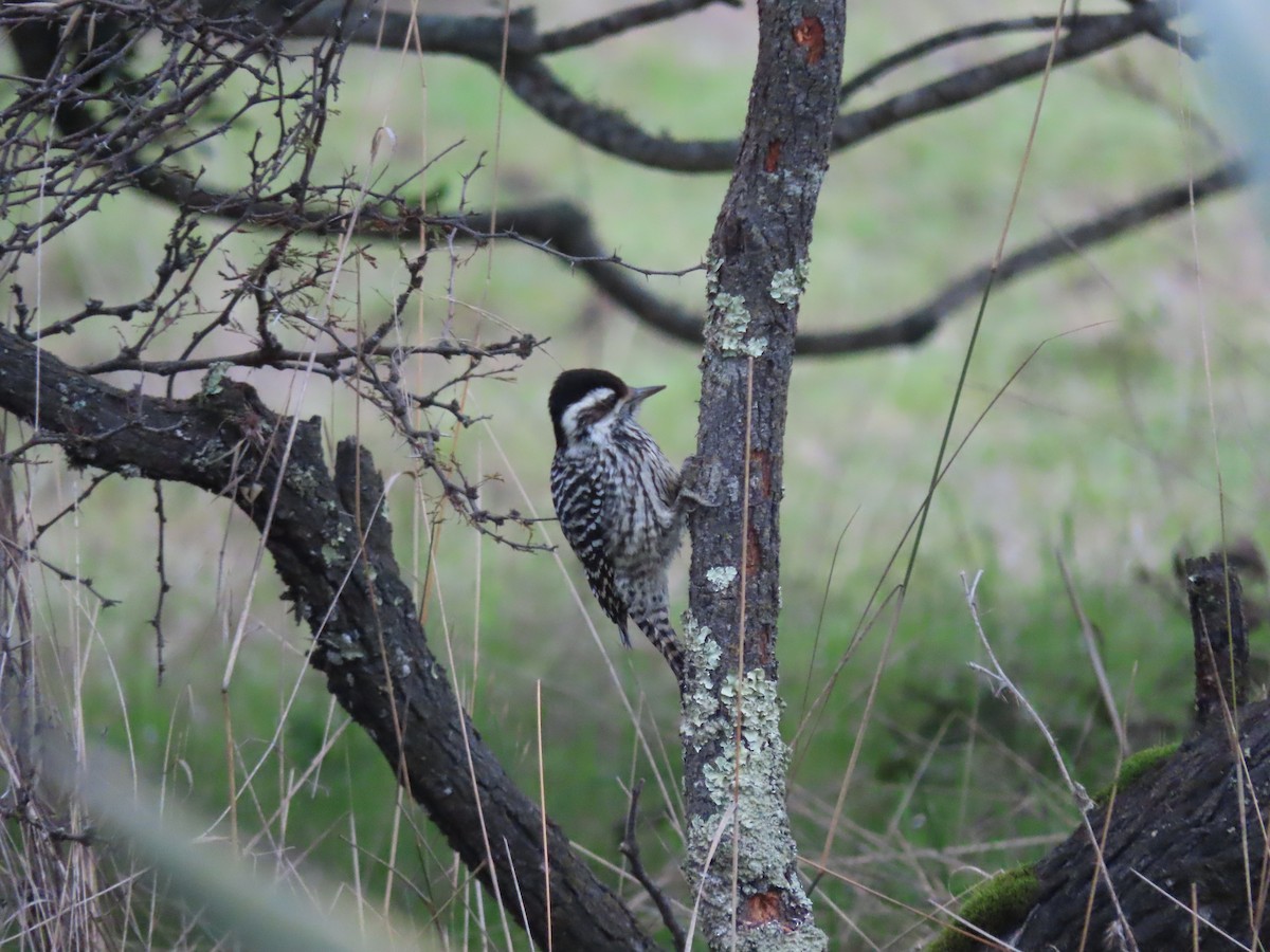 Striped Woodpecker - ML469868331