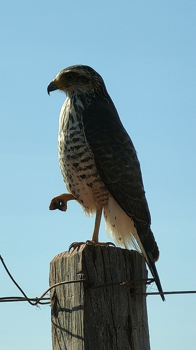 hawk sp. - ML469868341