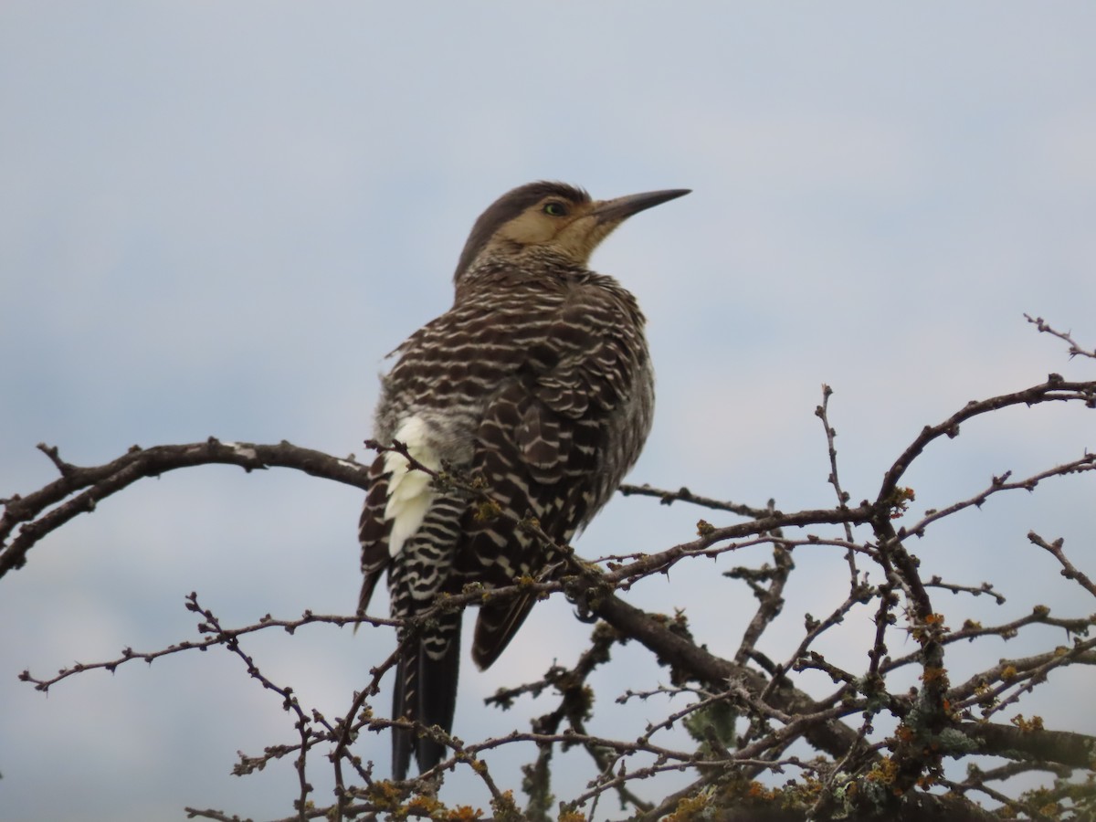 Chilean Flicker - ML469868351