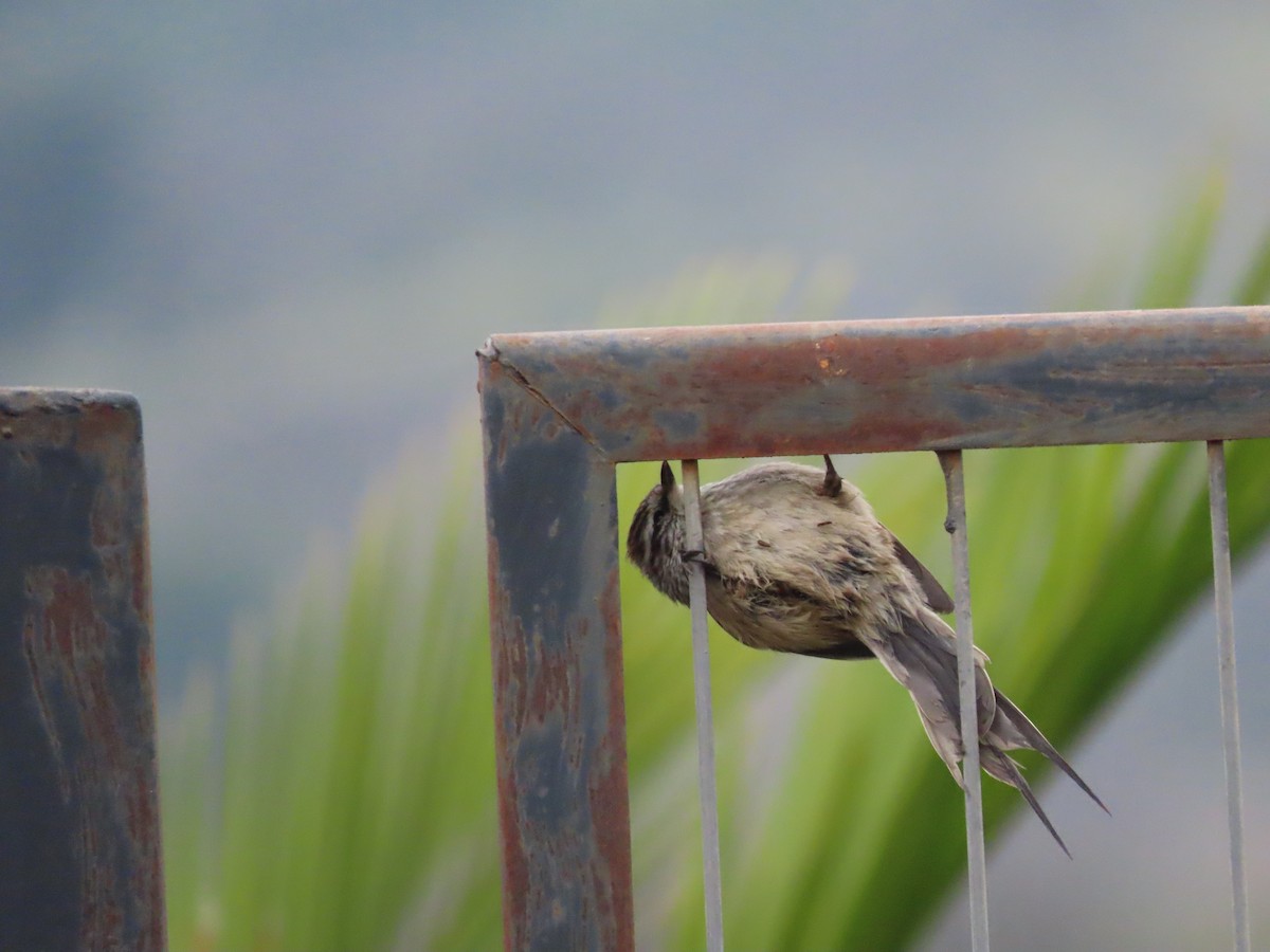 Plain-mantled Tit-Spinetail - ML469868421