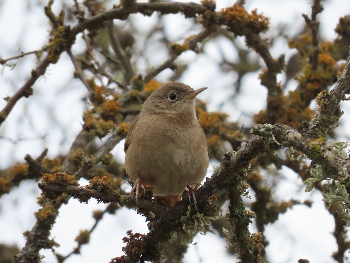 Southern House Wren - ML469868871