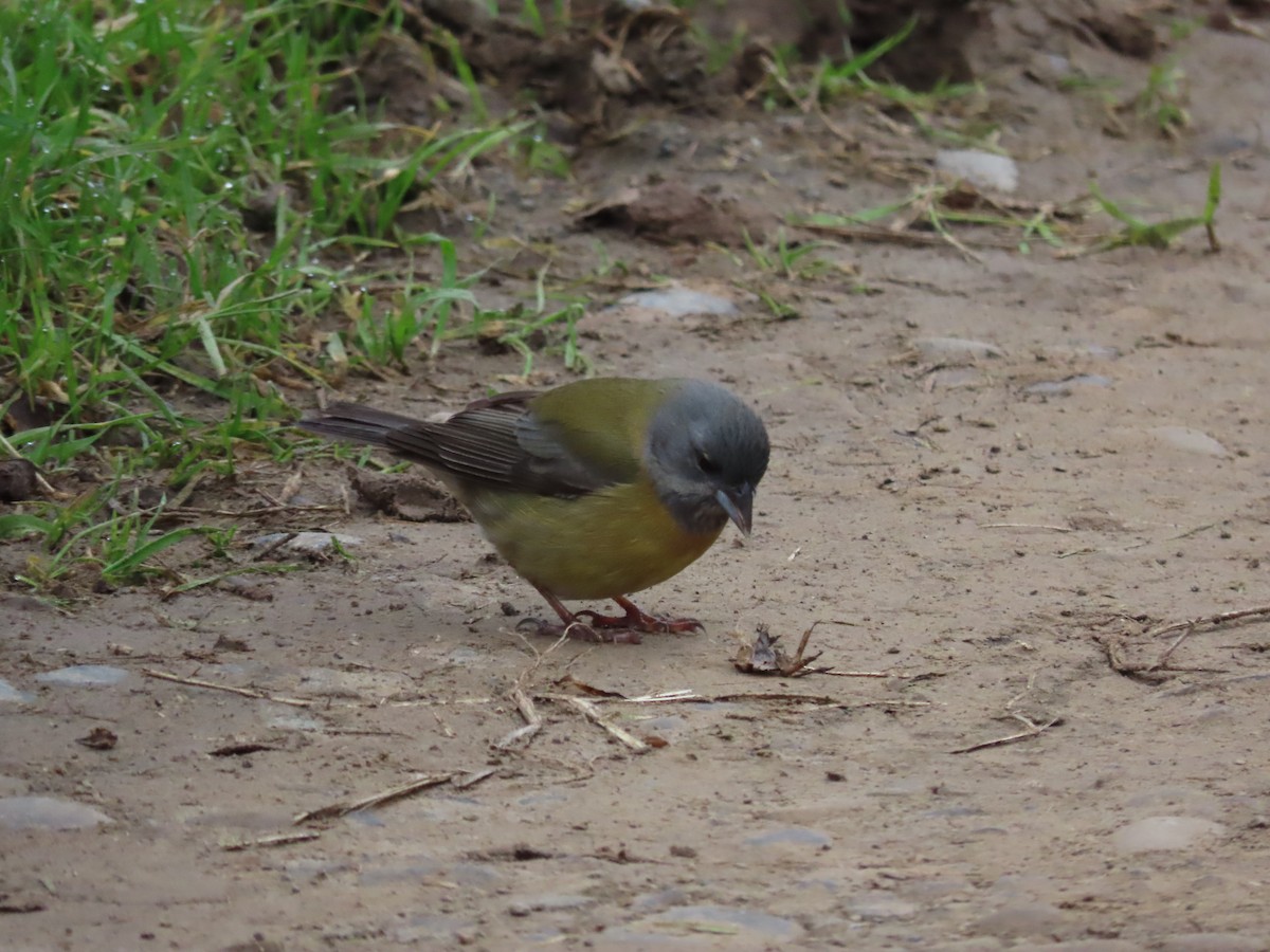 Patagonian Sierra Finch - ML469868941