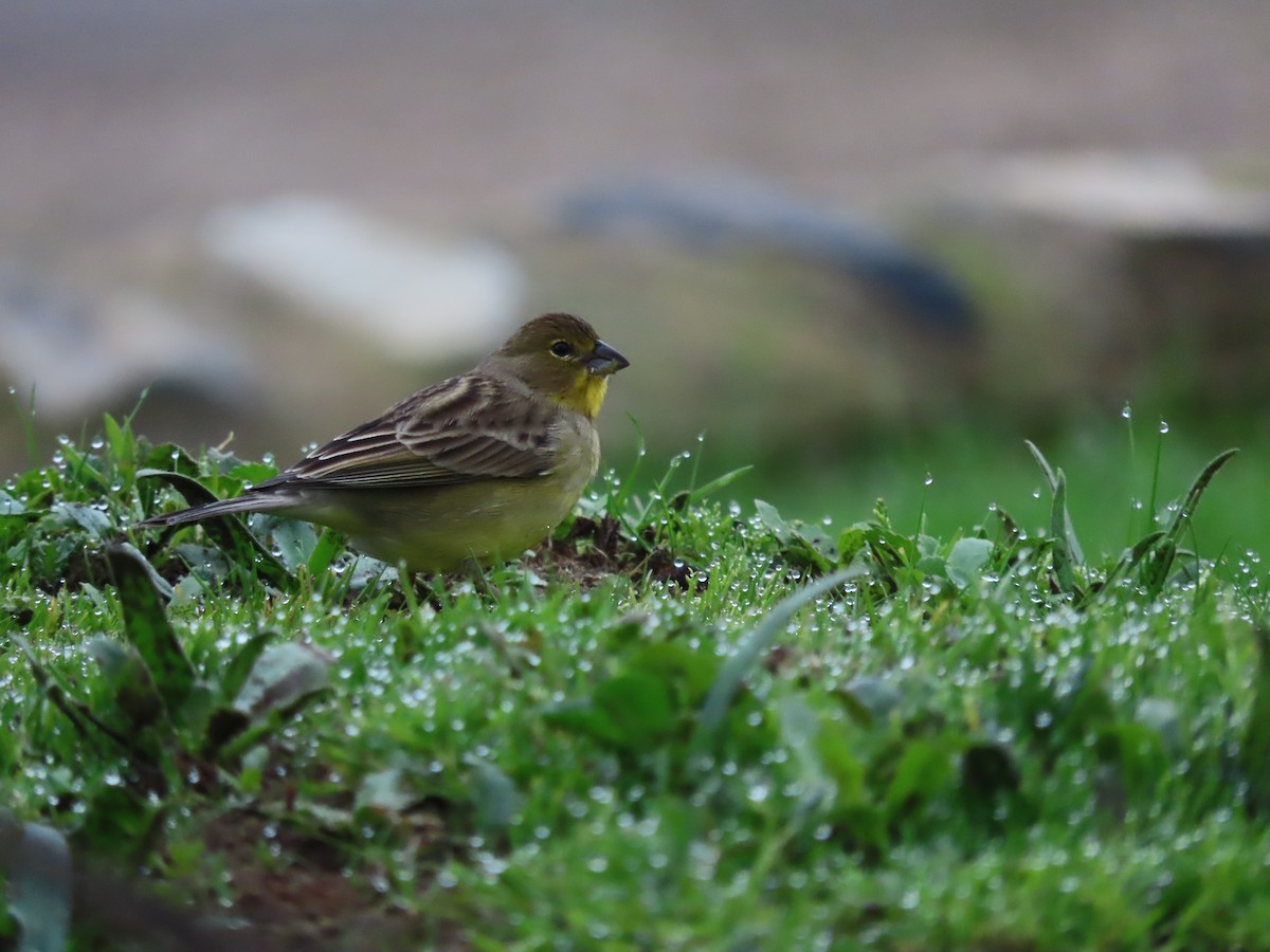 Grassland Yellow-Finch - ML469869121