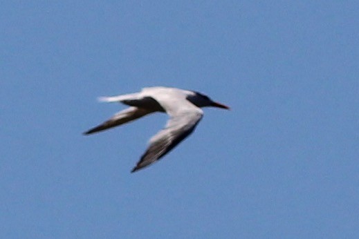 Royal Tern - ML46986941