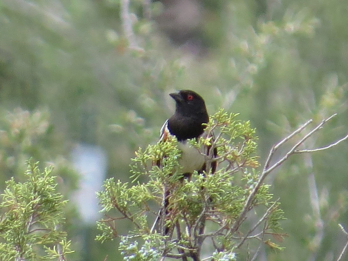 Black-billed Magpie - ML469869731