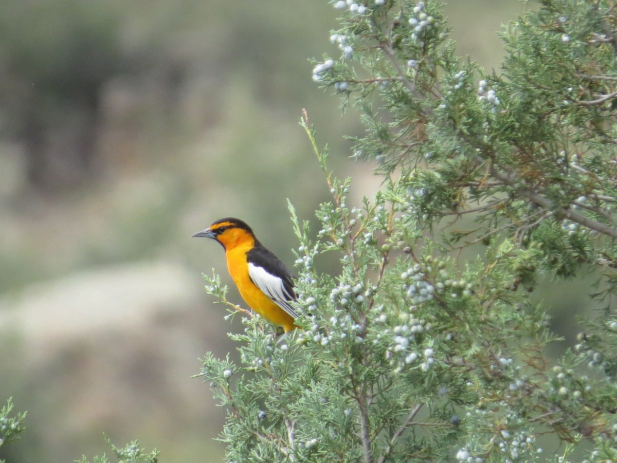 Bullock's Oriole - ML469869761