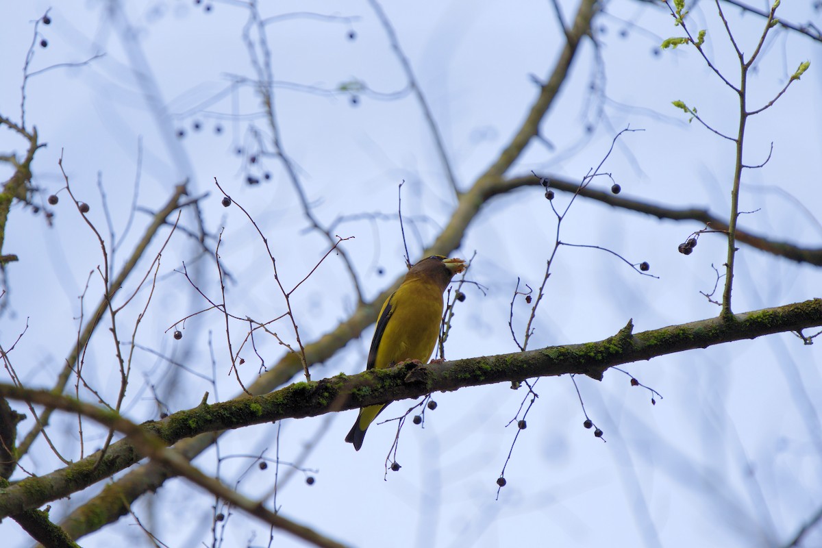 Evening Grosbeak - ML469870741